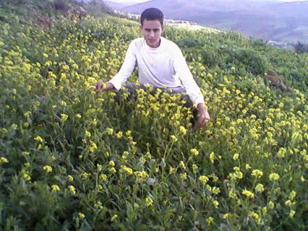 fouad